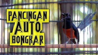 Pancingan  Efektif bikin GACOR dan BONGKAR ISIAN Murai Batu