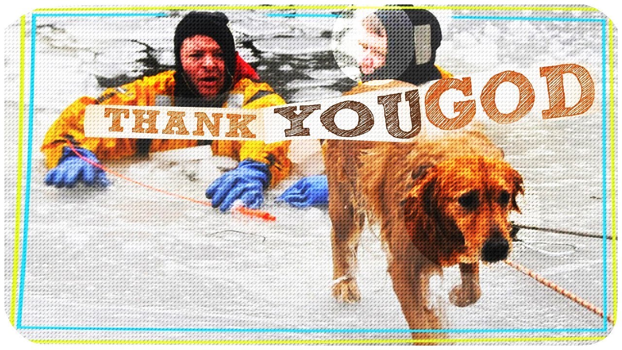 dog rescue videos save dogs life stories with happy endings YouTube