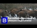 В Воронежской области поймали браконьеров, убивших стадо кабанов