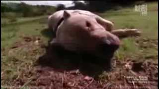 Dogo Argentino 'Morocho' saves 2 girls from Puma attack