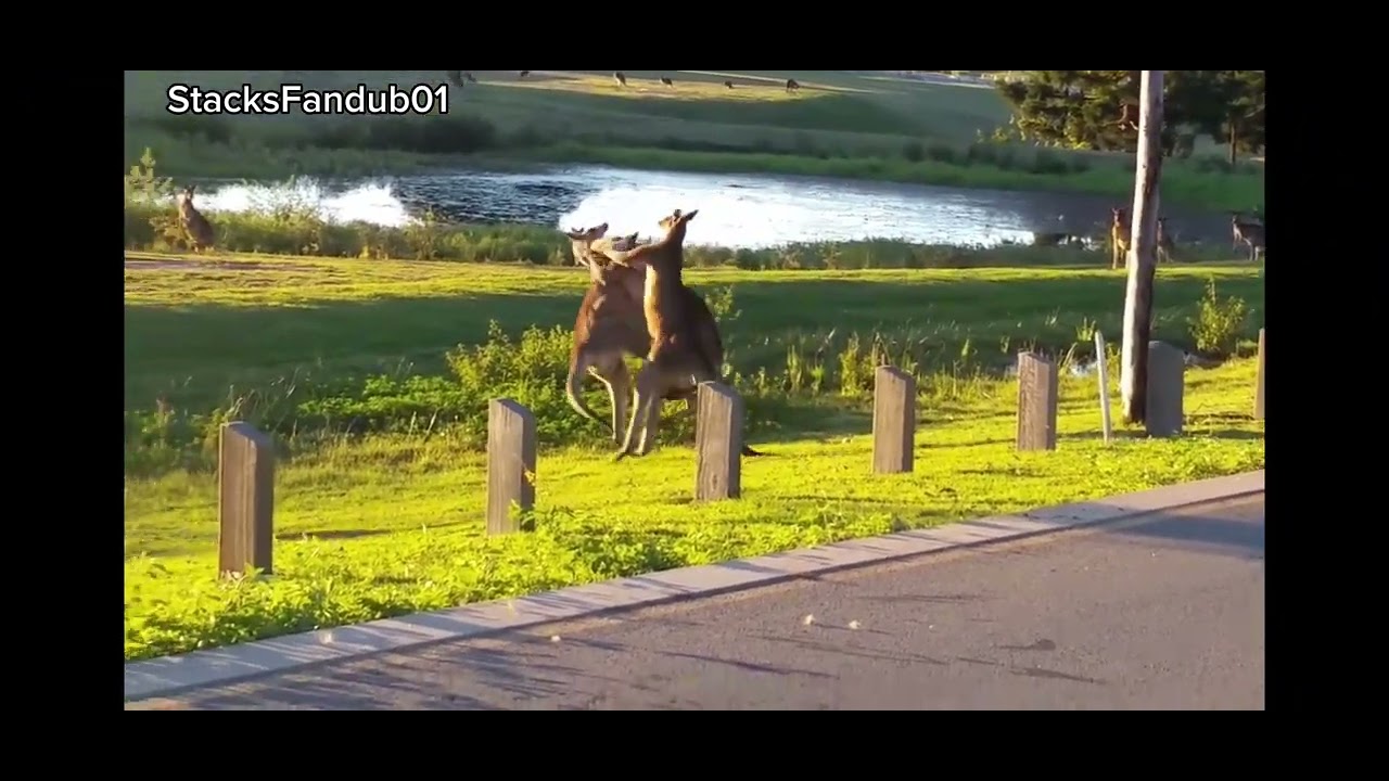 Kangaroo brothers fighting over whaaaa?? 