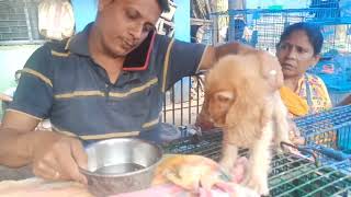 Gallif Street Pet Market Vlog 2024/ Kolkata Pet Market ❤