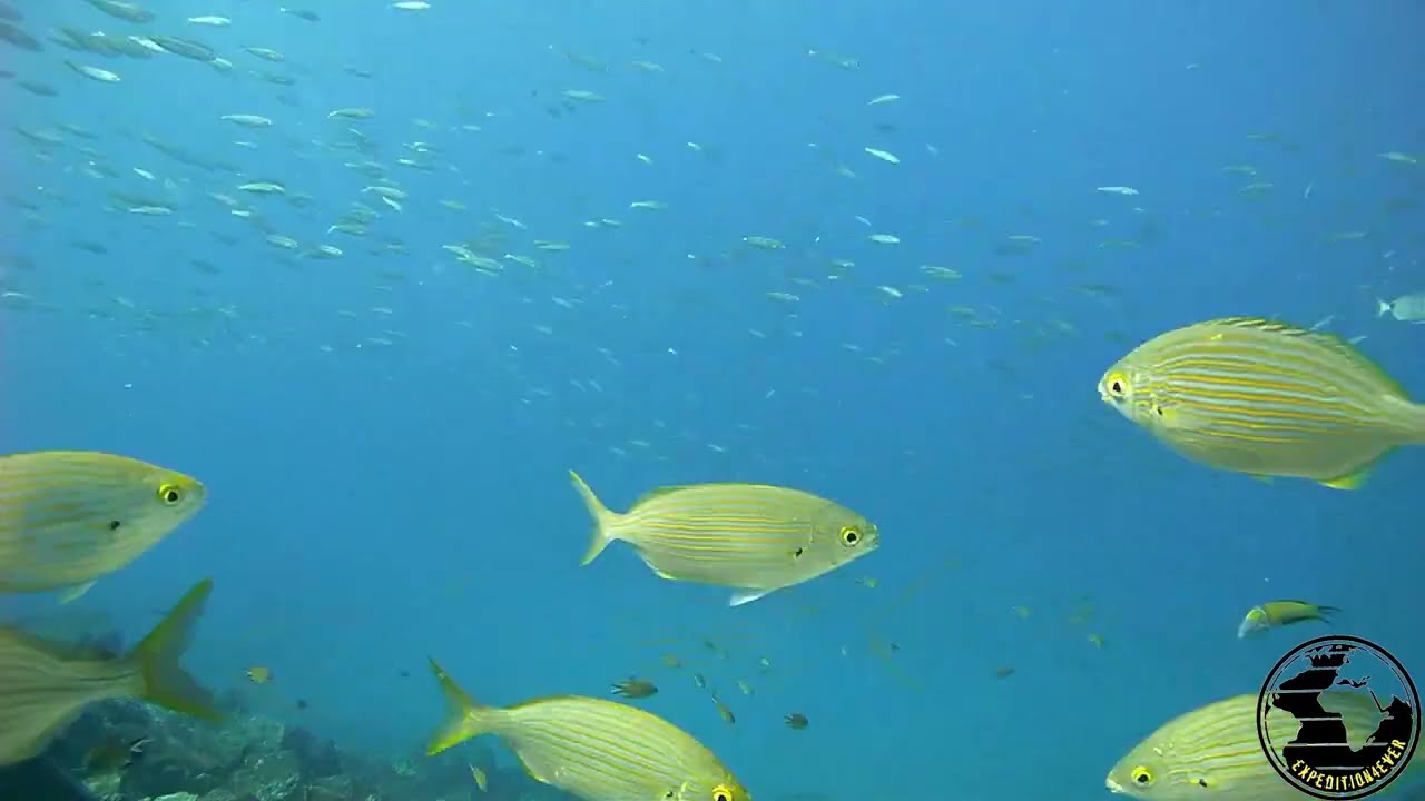 Expedition4ever  Divinig in Playa blanca puerto