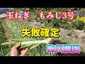玉ねぎ失敗確定　駒川農園　26.5.16
