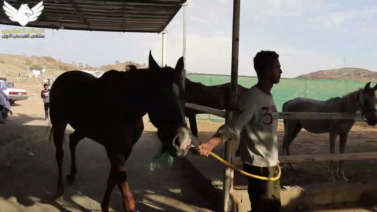 حراج الخيل الاسبوعي بالطائف 31 5 2022