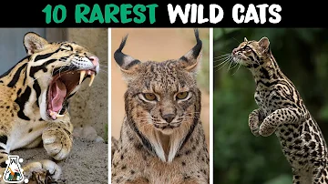 10 Rarest Wild Cats in The World