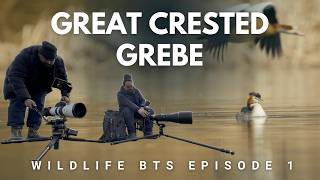 Great Crested Grebe: A Cinematic Journey into Their Secret Lives