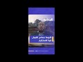 قوة الاستقرار الدولية هل هي لحماية الشعب في غزة أم لنزع سلاح المقاومة