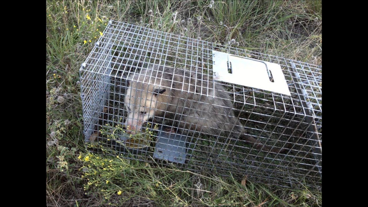 coyotes don edwards Fort Worth Wildlife Control