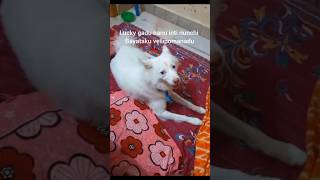 Lucky gadu Naku oka sweet warning echadu#shorts#youtubeshorts# trending#Dog#Dogcomedy