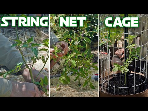 Three Easy Methods to Trellis and Support Tomatoes (Grow Bags Too!)