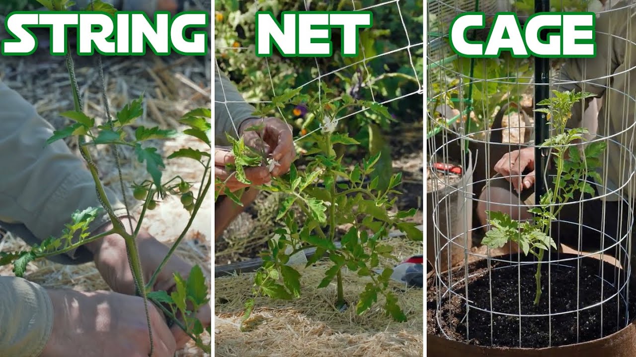 Three Easy Methods to Trellis and Support Tomatoes (Grow Bags Too!) 