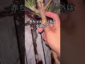 初心者必見!1分で覚える松の剪定 #剪定 #ガーデニング #howto