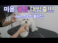 애견미용 꿀팁 대방출!!-6mm스포팅 풀버전-/비숑미용/애견미용/강아지미용