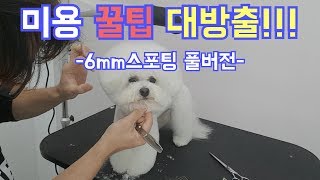 애견미용 꿀팁 대방출!!6mm스포팅 풀버전/비숑미용/애견미용/강아지미용