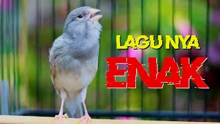 KENARI GACOR PANJANG, TERAPI KENARI PAUD CEPAT BUNYI GACOR