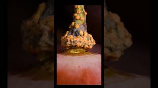 "THINGS UNDER MICROSCOPE"😮|@FeltSatisfied