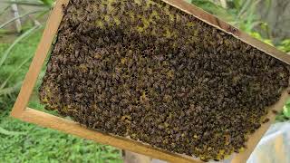 Bee _ VNUF Thực địa vườn ong Lâm Nghiệp nguồn mật về định ngày thu hoạch mật cho chất lượng cao nhất