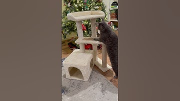 My cats love this cat tree from Walmart and Amazon #smartcats #cattoys #catkid #shorts #catshorts