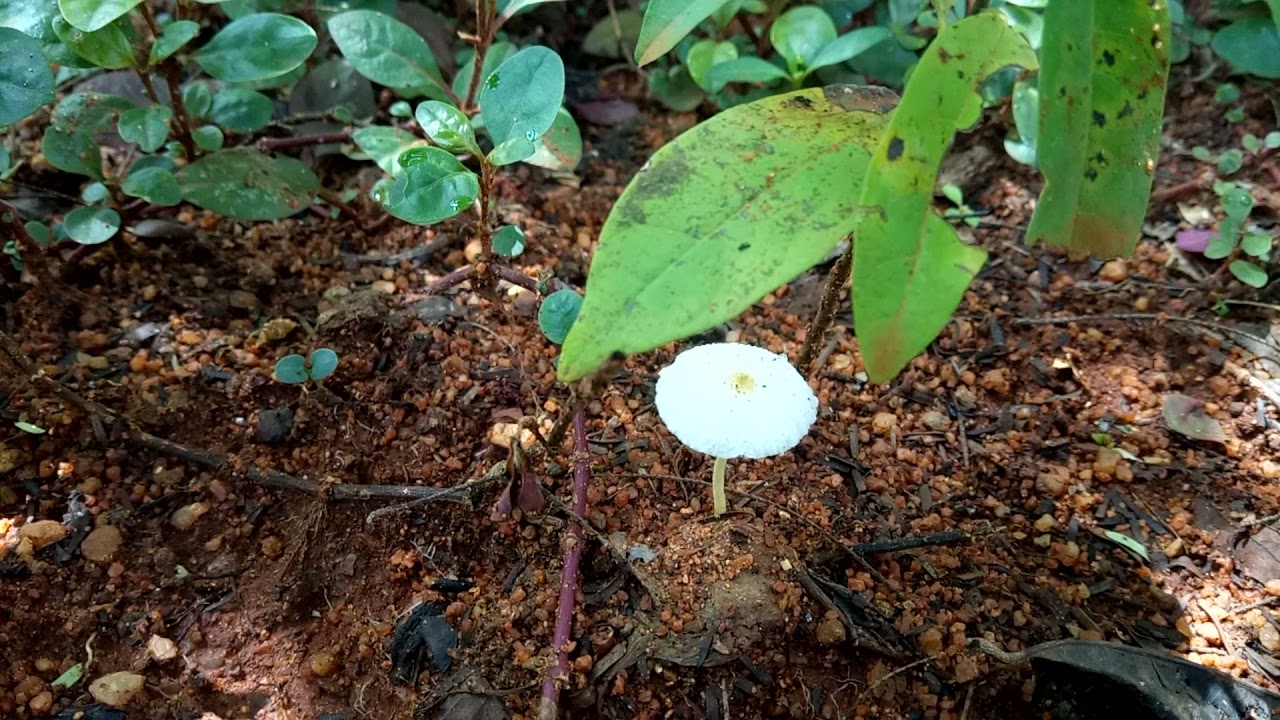 Pleated Ink Cap Mushroom | காளான்