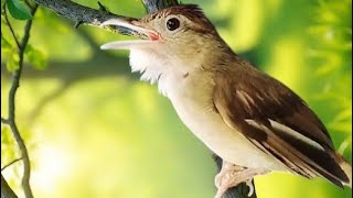 Download Lagu SUARA BREN NYRECET CIU CIU KAPAS TEMBAK ‼️ BUAT PANCINGAN BUNYI MP3