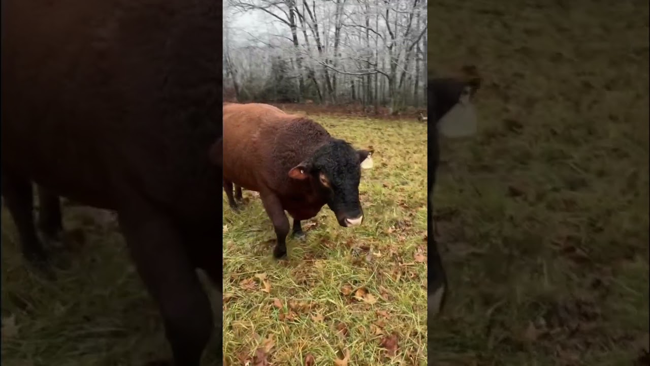 Transform your pastures with the power of Total Grazing thriving livestock, and sustainable results!