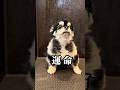 恐怖のお風呂、再び。 #チワワ #犬のお風呂 #かわいい犬 #chihuahua #dog #癒し動画 #犬のいる暮らし