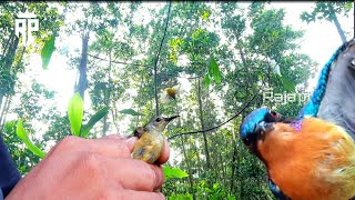 pikat burung konin dan kowul hanya menggunakan suara kutilang ribut