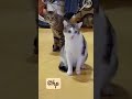 Funniest Cat &amp; Dog Compilation Video 📹 🤣 😆 😂 😄 👌  8 #shorts #funny #viral
