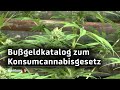 Bußgeldkatalog: Diese Strafen drohen bei Verstößen gegen das Cannabis-Gesetz in Hamburg