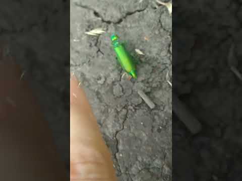 жук жук Shorts