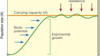 Population Dynamics