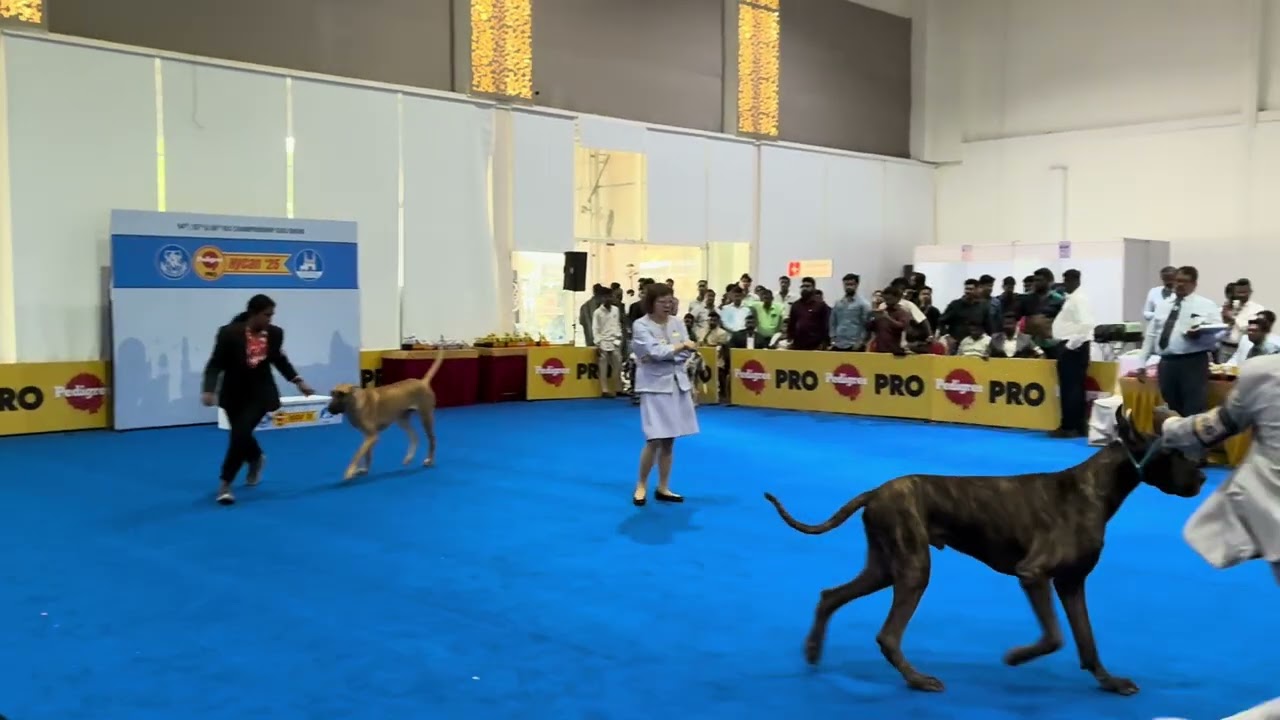 || pets || || Hyderabad || Hycan || dog show 2025 || Hycan dog show 2025