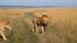 Half Tail Male Lion | Kidongoe Rongai Rocker Male with Rekero Lioness | Masaimara | 11 June 2026