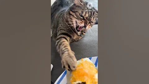 Video 11107681: cats catlover funny animals, cats love catlover, cat cute funny