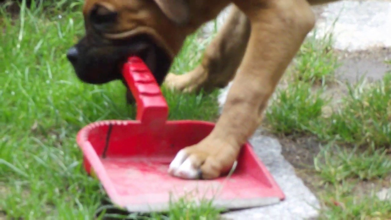 BOXER - Max ....Mały złodziej ; )