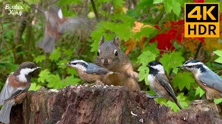 Cat TV for Cats to Watch  Cute birds and squirrels in the woods  8 Hours(4K HDR)