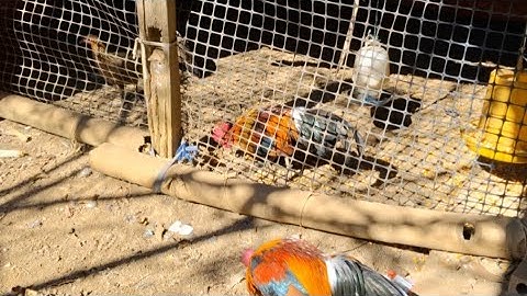 Thử gà rừng mồi cho ae xem.sim qaib dib ua si