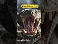 King Cobra 🐍 King Cobra Attack | The Deadliest Snake Alive! 😱 #shorts