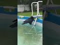 Ворон в бассейне