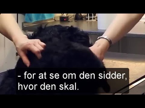 Video: Sådan Bliver Du Dyrlæge