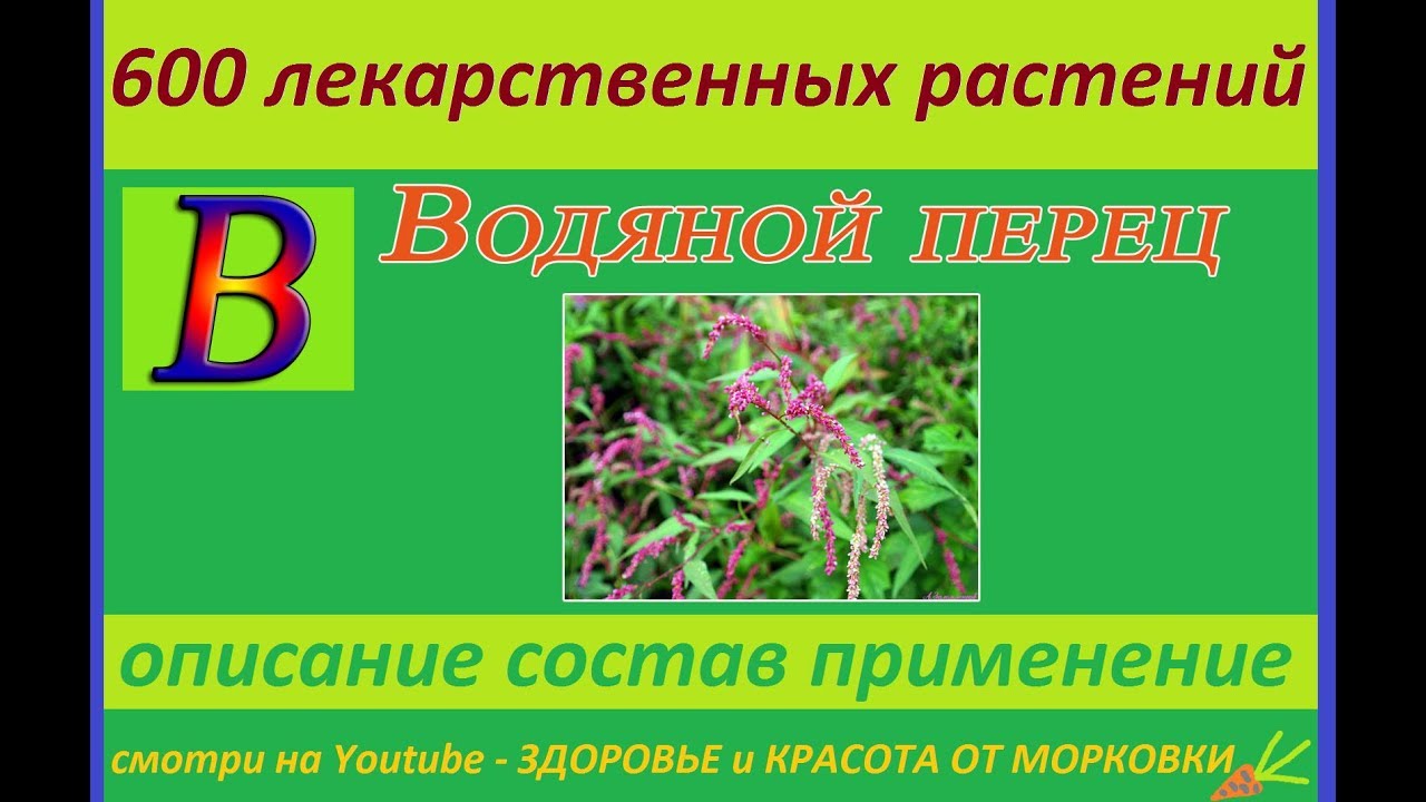 водяной перец 600 лекарственных растений