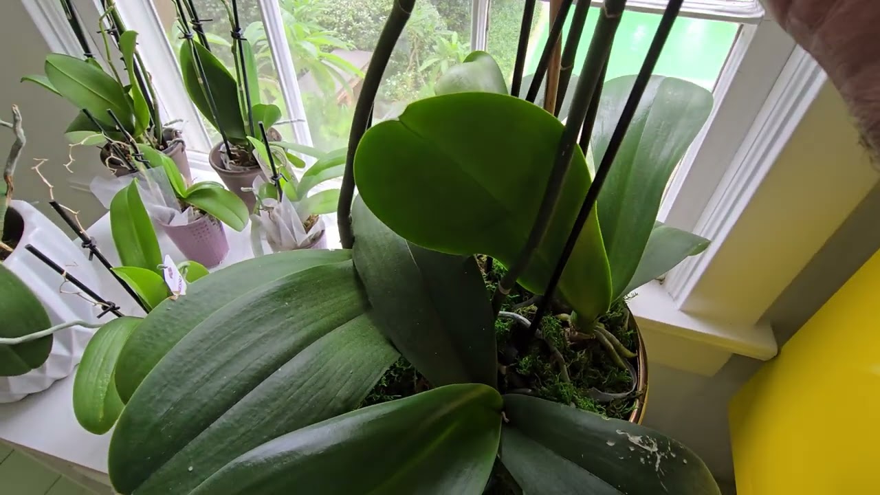 fertilization orquideas.!!!