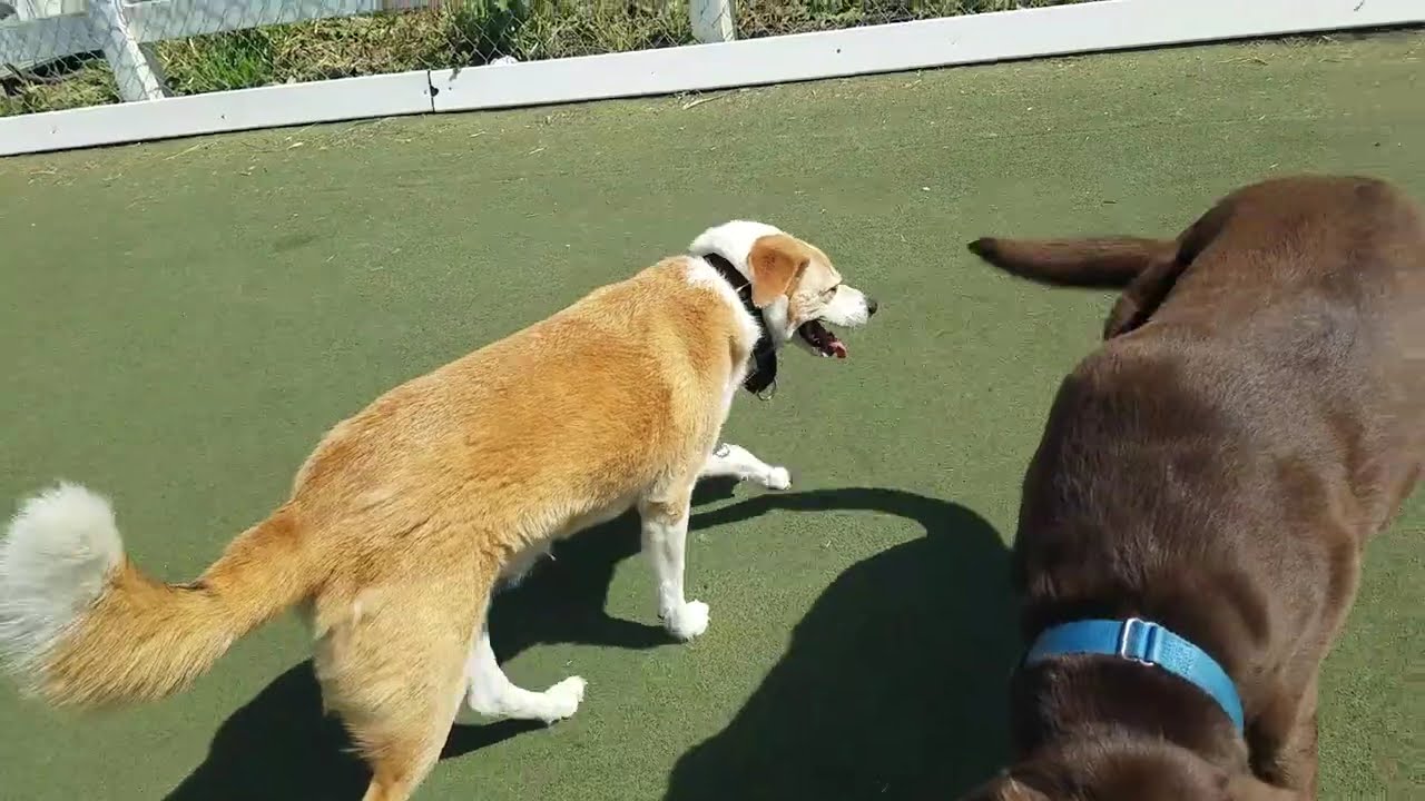 Playtime at Dogs On The Farm & Cats Too!