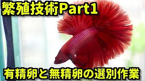 有精卵と無精卵の見分け方