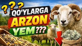 Qo'ylarga arzon yem ??? 
