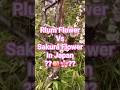 рџЊё Asiantravel Japantravel Japan Sakura Japaneseculture Japanvlog Filipino Flowers Japanese рџЊё Asiantravel Japantravel Japan Sakura Japaneseculture Japanvlog Filipino Flowers Japanese