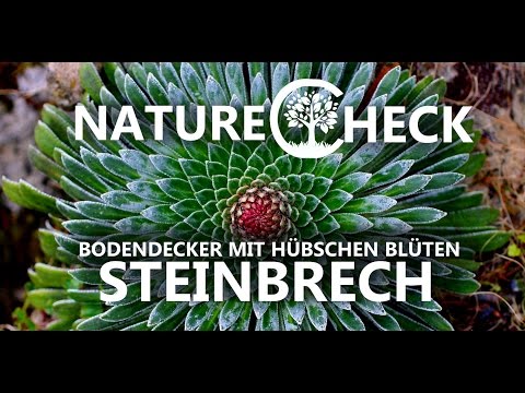 Video: Steinbrech - Gras - Nützliche Eigenschaften Und Verwendung Von Steinbrech, Steinbrechblüten. Steinbrech Indoor, Arensa, Polar