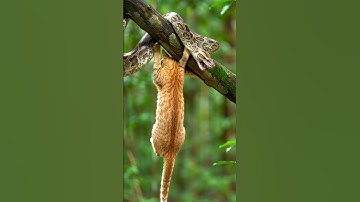 The python and the cat #viralvideo #wildlife #short#animals