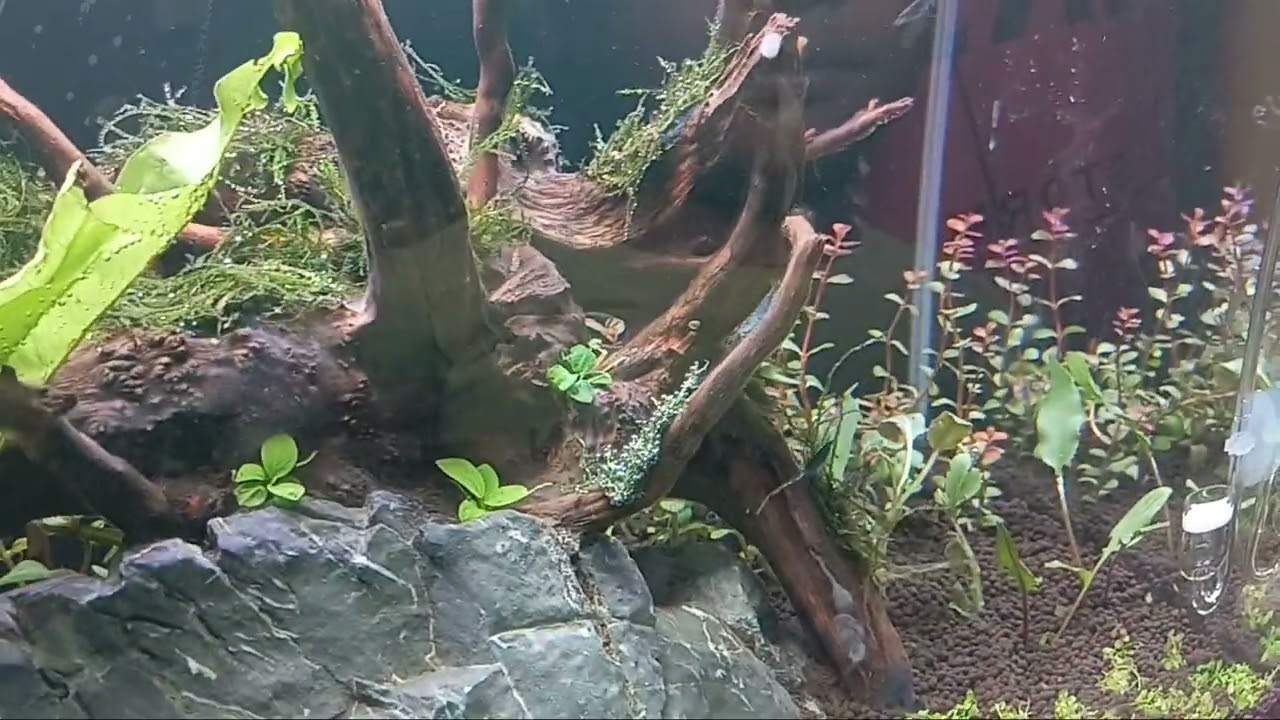 Adding Shrimp to our fish tank. planted Aquarium,  snail,colourful shrimp 